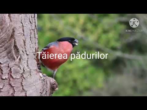 O viata mai buna! [Buculei Claudiu Simion Ștefan]