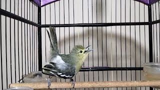 Download lagu dalam sekejap sirtu manapun akan ikut Emosi mendengar tantangan sirtu ini. mp3 Download lagu dalam sekejap sirtu manapun akan ikut Emosi mendengar tantangan sirtu ini. mp3