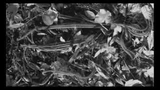 Radio Citizen - Mondlicht