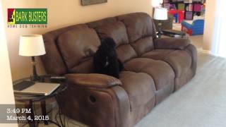 Goldendoodle Puppy - Dog Training of Fort Myers - Patrick Logue