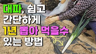 대파 심는시기 대파 쉽게 재배하는법 이렇게 심어보세요! - 대파농사 대파재배