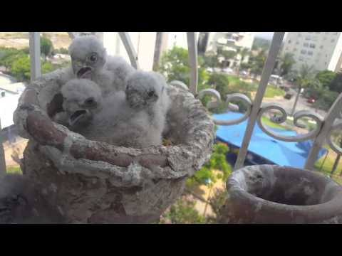جوقة فراخ الباز :) common kestrel