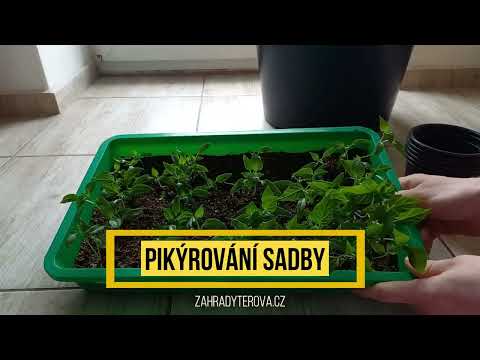 Pikýrování Chilli - přepichování sazeniček