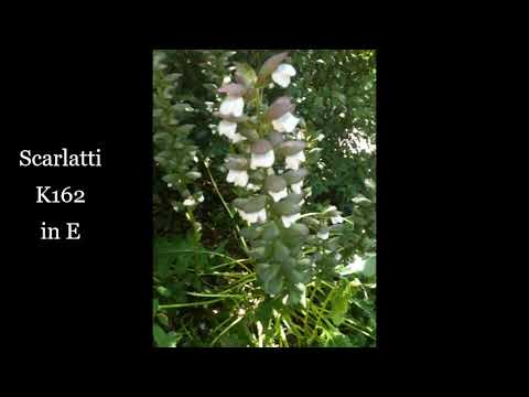 Scarlatti K162 Andante