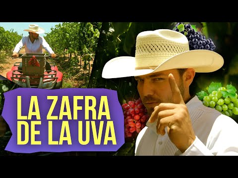 La ZAFRA de la UVA en PESQUEIRA, SONORA | Viñedos en Estación Pesqueira