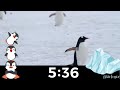 Winter Animal Cute Penguin 10 Minute Countdown Timer with Jazz Music