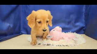 ミニチュアダックスの動画01