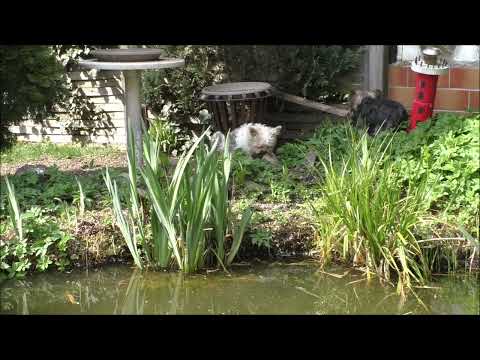 Teichschlamm KO ausprobiert und gefilmt