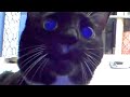 Heckin’ Concerned Kitten STILL Thinks I’m Stuck in the Camera