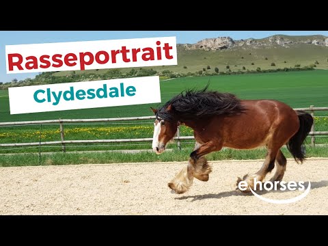 Das Clydesdale im Rasseportrait