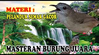 Download lagu PANCINGAN AMPUH PELANDUK SEMAK MASTERAN KOMPILASI MATERI BURUNG JUARA LOMBA mp3 Download lagu PANCINGAN AMPUH PELANDUK SEMAK MASTERAN KOMPILASI MATERI BURUNG JUARA LOMBA mp3
