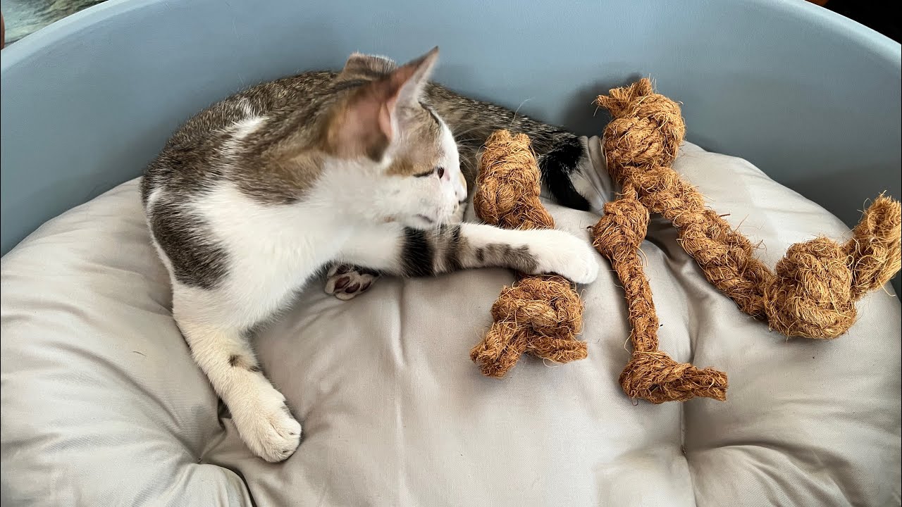 ❣️椰子纖維繩．犬、貓、兔、鼠可用