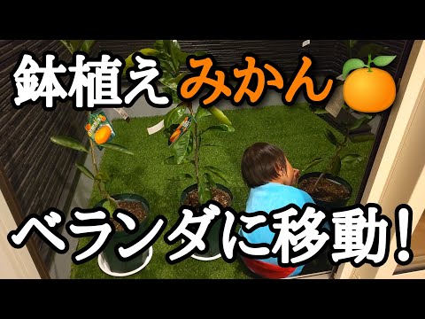 園芸 柑橘類を地中で育てる