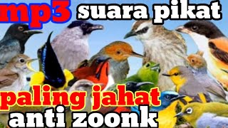 Download lagu suara pikat Kolibri ribut plus kejepit dan menjerit paling ampuh. vs suara pikat kutilang ribut mp3