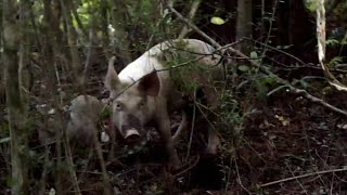 The Guardians Are On A Wild Pig Chase In Louisiana