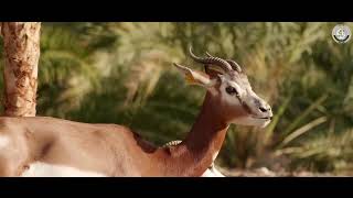 🦌 פרק 6 : סימני החיה הטהורה – יש לי מושג ביהדות! | הסבר + המחשה וידיאו 🔍🎬 | הרב מאיר אור שרגא (ארגון קול הלשון) - התמונה מוצגת ישירות מתוך אתר האינטרנט יוטיוב. זכויות היוצרים בתמונה שייכות ליוצרה. קישור קרדיט למקור התוכן נמצא בתוך דף הסרטון