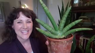 Sansevieria Collection