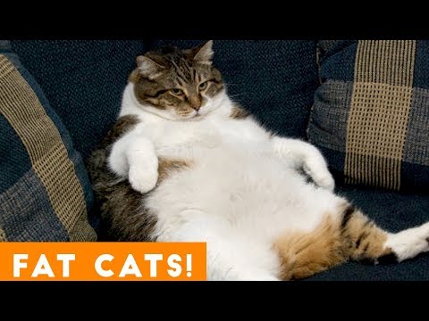 Funniest Fat Cat Compilation September | Funny Pet Videos | Video & Photo