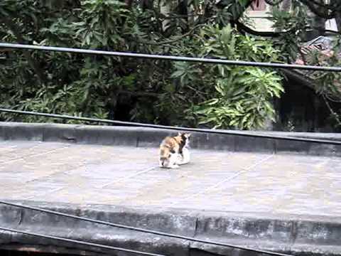 FUNNY CAT AT HOWRAH, CHATTERJEEHAT