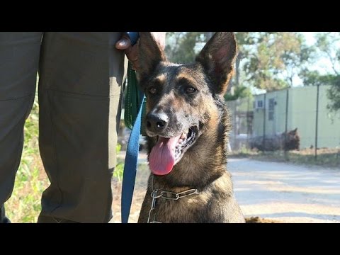 S.Africa's top poacher-hunting pooch flies into battle