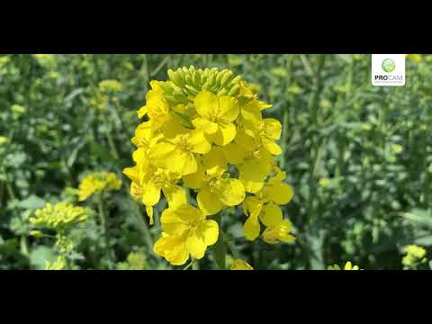 Rzepak ozimy LG ABSOLUT – początek kwitnienia