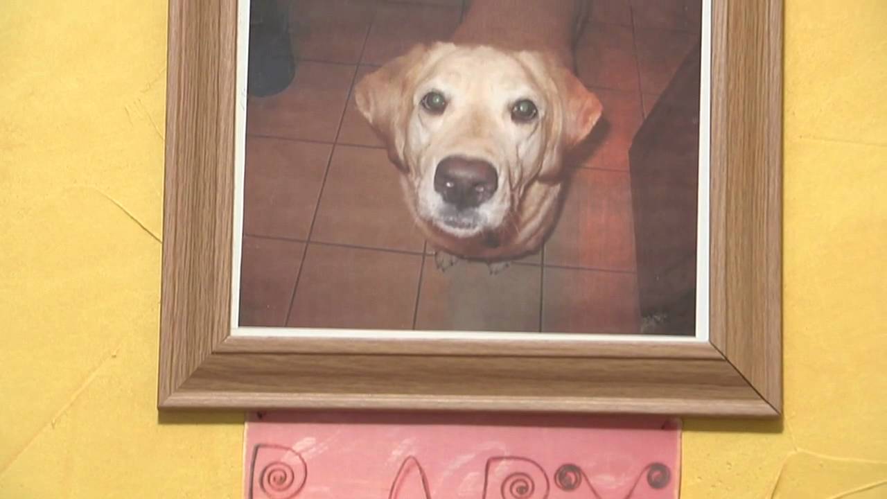 Miniature de la vidéo The Pawfect Plan du film The Pawfect Plan