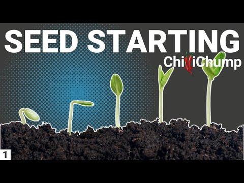 Chilli Pepper Seed Starting - Episode 1