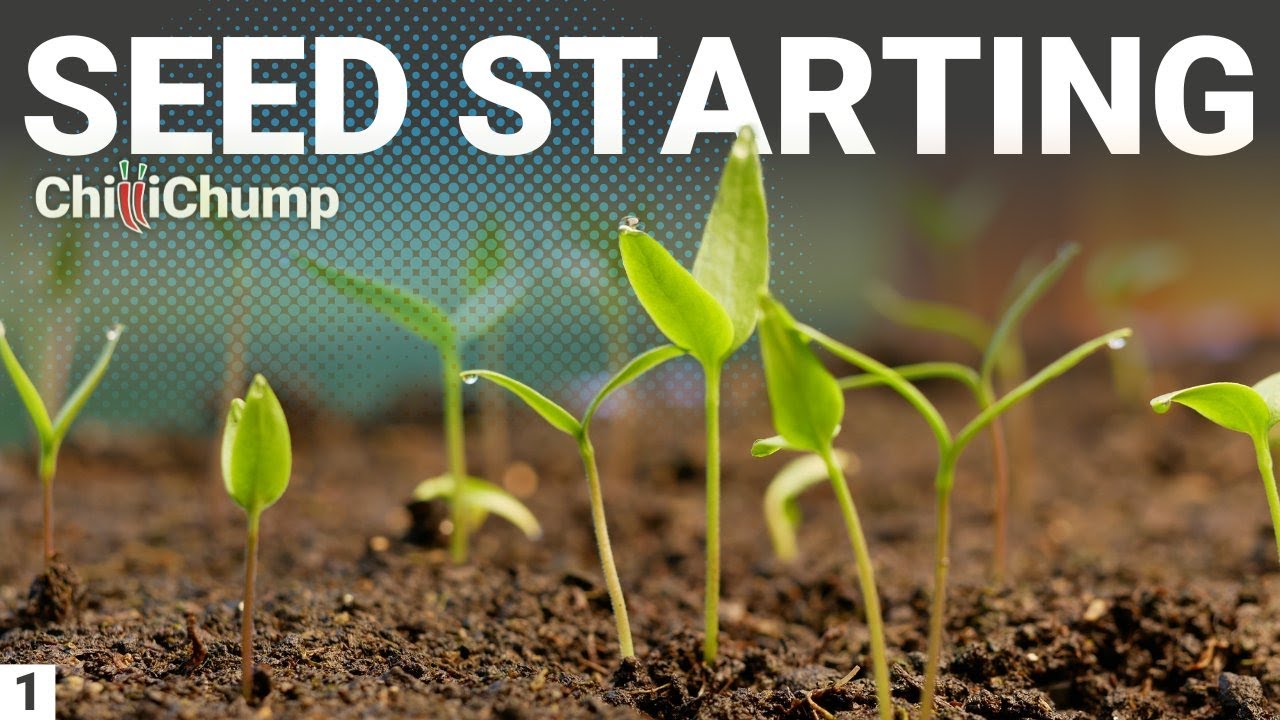 Chilli Pepper Seed Starting - Episode 1