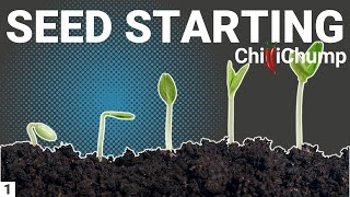 Chilli Pepper Seed Starting - Episode 1