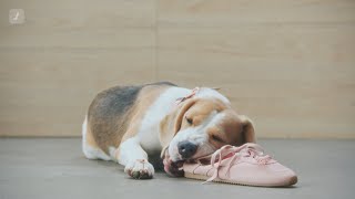 Lemonade Pet Insurance - Save up to 90% on vet bills