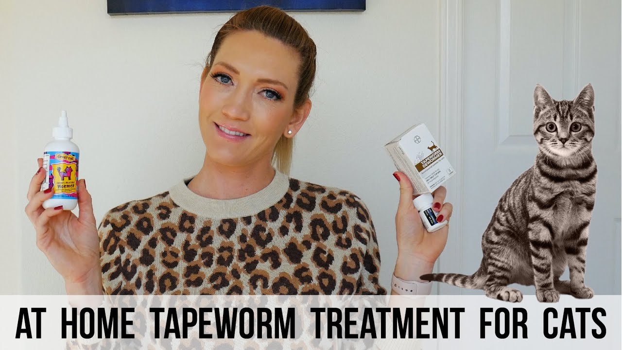 How to Treat Your Cat For Tapeworms | Simple Over the Counter Solution at Home without the Vet