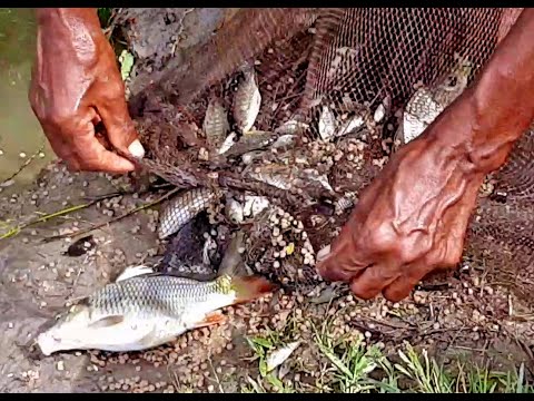 Most Satisfying Cast Net Fishing Video | Unbelievable Cast Net Fishing  With Beautiful Natural