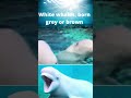 Belugas, The white whale born grey or brown #shorts #whaletail #whitewhale