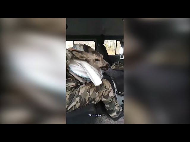 Операция «Косуля»