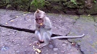 Monkey Mania at the Monkey Forest, Ubud, Bali