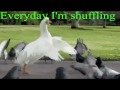 Everyday I'm Shuffling - Goose 
