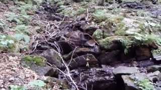 Vola che non sei sola  di  Roby Facchinetti  Cover ALESSANDRO