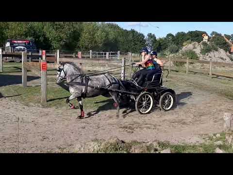 Stal Okkema's Lana - Mare - 2014 - 1.43m