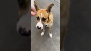 Video preview image #1 Basenji-Unknown Mix Puppy For Sale in Fallbrook, CA, USA