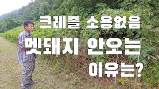 A/S영상. 크레졸 소용없음. 멧돼지 안오는 진짜 이유는? 추천하지는 않음