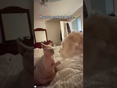 #anjinglucu #lucu #hewanpeliharaan #videokucing #shortanjing