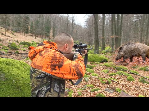 Hunting Serbia-Wild boar hunting | Lov divlje svinje Veliki Jastebac i reprocentar jelena FULL VIDEO