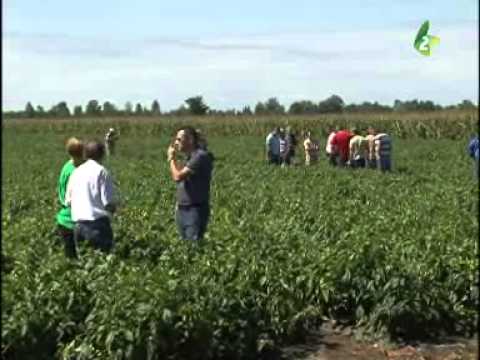 Dobri vecar, Vojvodino 20.8.2014. - Добри вечар, Войводино 20.8.2014.