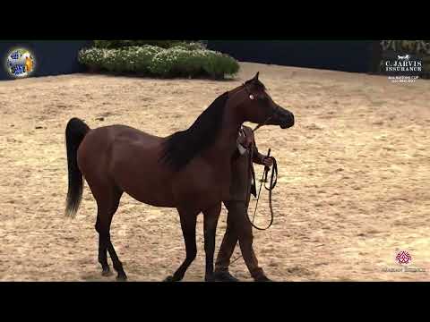 N 68 SIDARTA AS   39th All Nations Cup   Aachen   Colts 3 Years Old Class 6