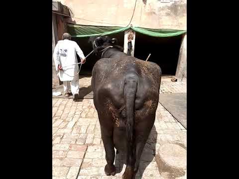 Hayana Nilli Ravi Buffalo