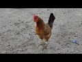 Chicken Sound मुर्गी की आवाज Bird Sound Animal Sound Animal Sound For Kids