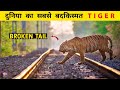 बनने वाला था जंगल का राजा लेकिन एक दिन �