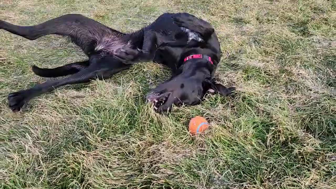 Enlarge Luanne, a ADOPTABLE Mixed Breed in Marshfield, WI video 6/6