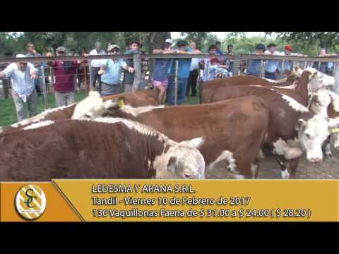 10-02-17 Venta de Vaquillonas Gordas - Ledesma y Arana S.R.L. - Tandil.