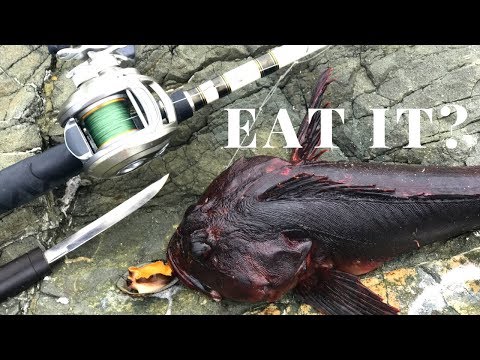 Catch and Cook - Is this a POISONOUS and VENOMOUS Fish?!